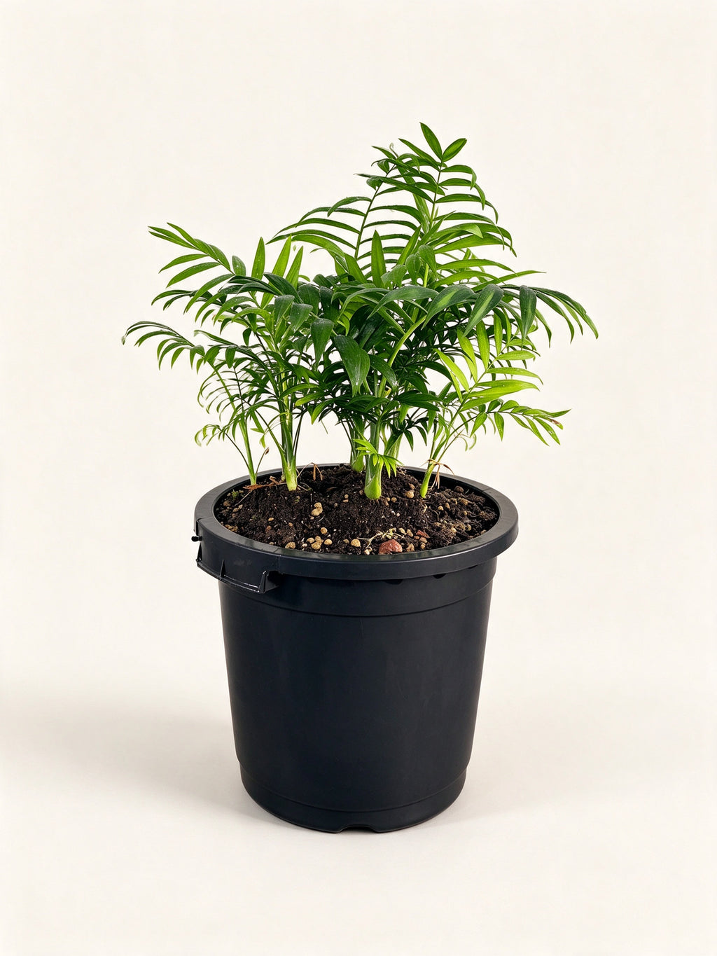 Chamaedorea elegans