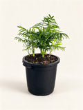 Chamaedorea elegans