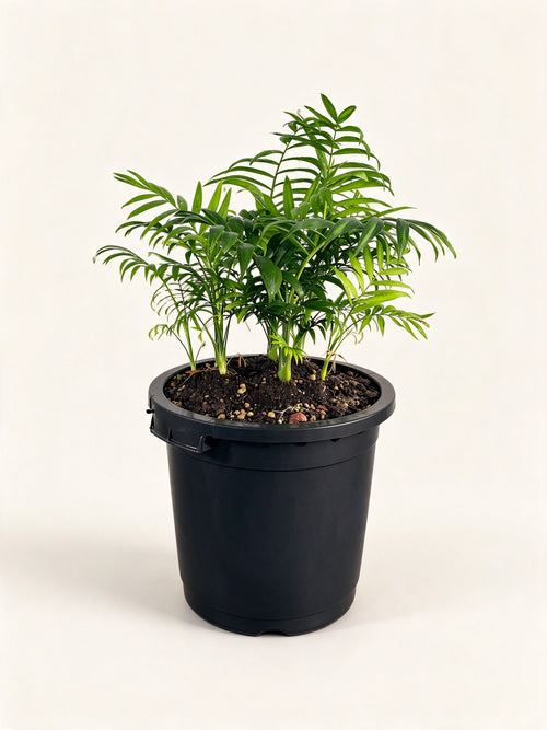 Chamaedorea elegans