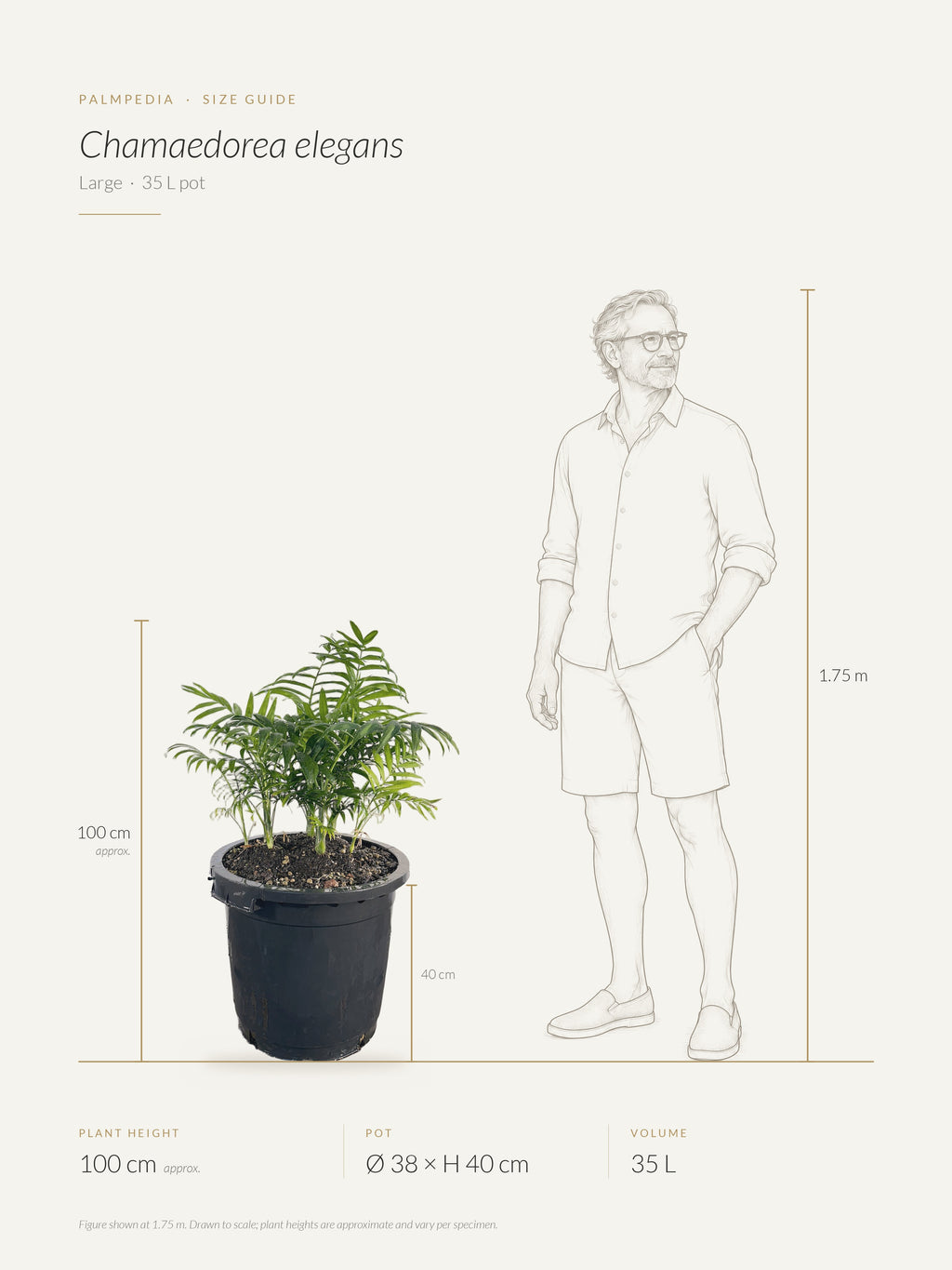 Chamaedorea elegans – size guide