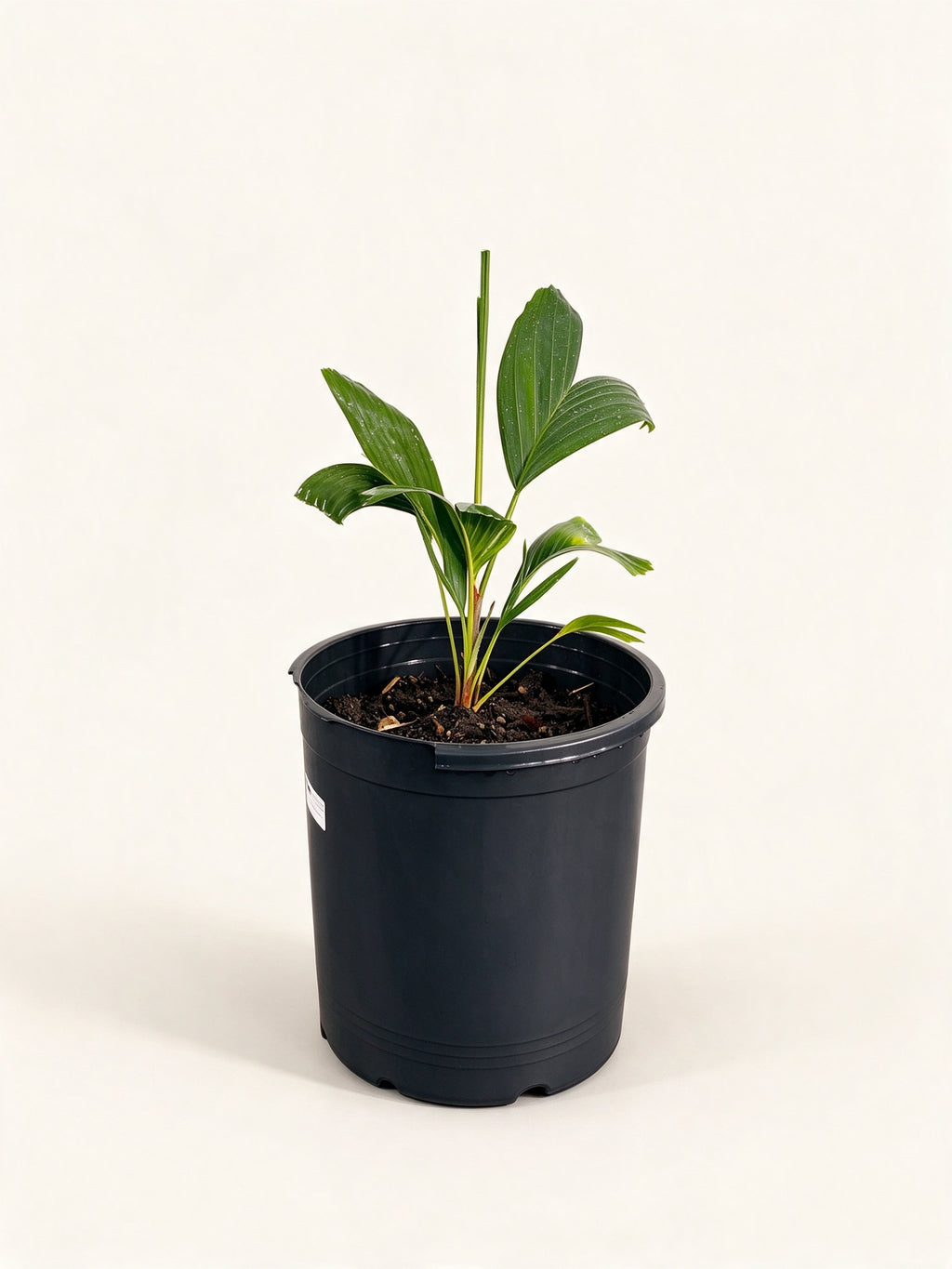 Ptychosperma schefferi