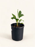 Ptychosperma schefferi