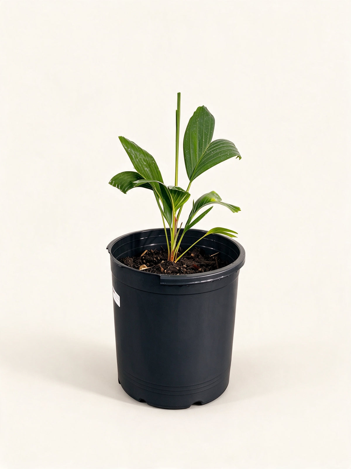 Ptychosperma schefferi