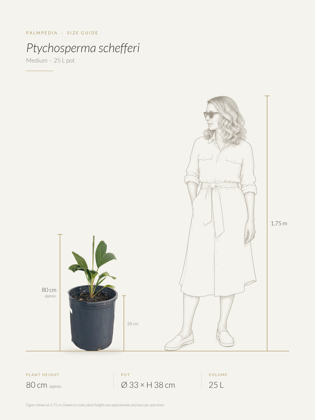 Ptychosperma schefferi – size guide