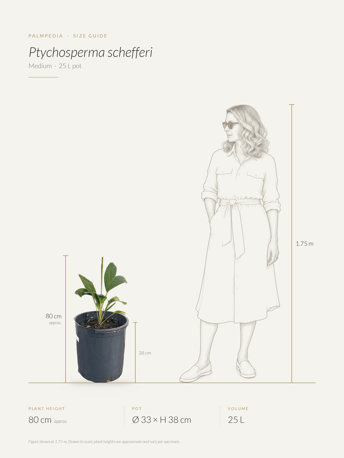 Ptychosperma schefferi – size guide