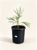 Leucothrinax morrisii
