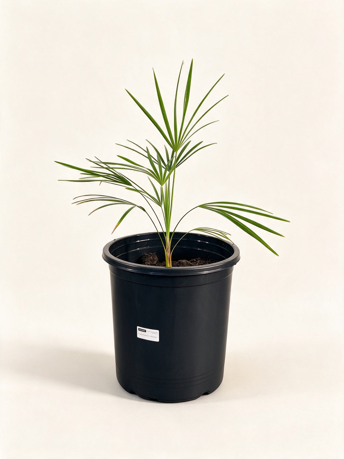Leucothrinax morrisii