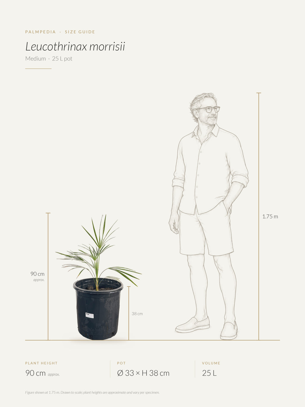 Leucothrinax morrisii – size guide