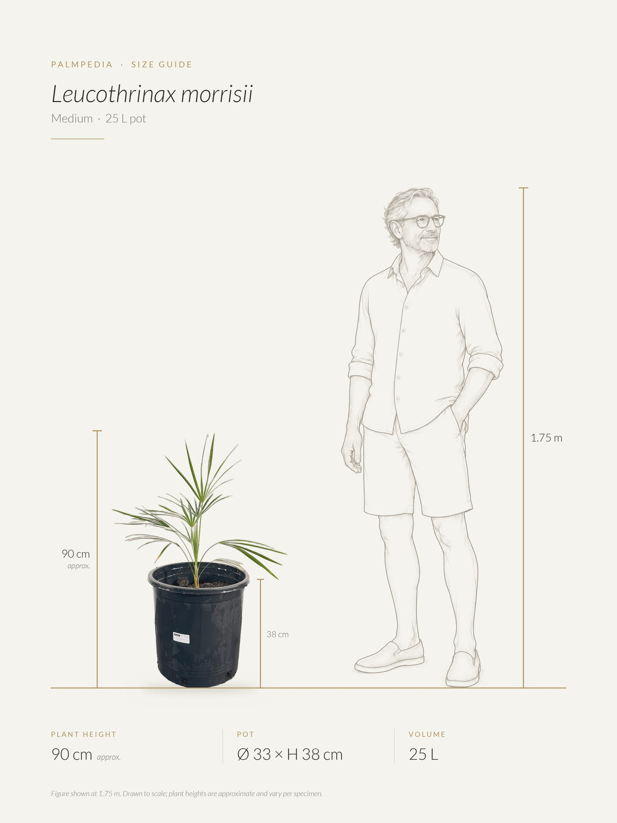 Leucothrinax morrisii – size guide