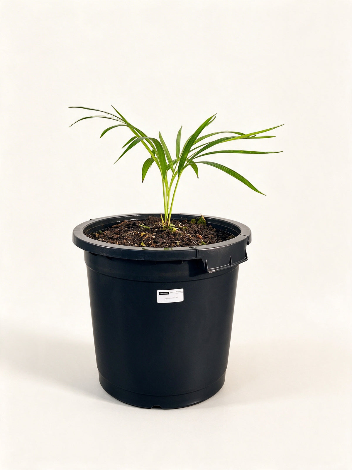 Chrysalidocarpus carlsmithii