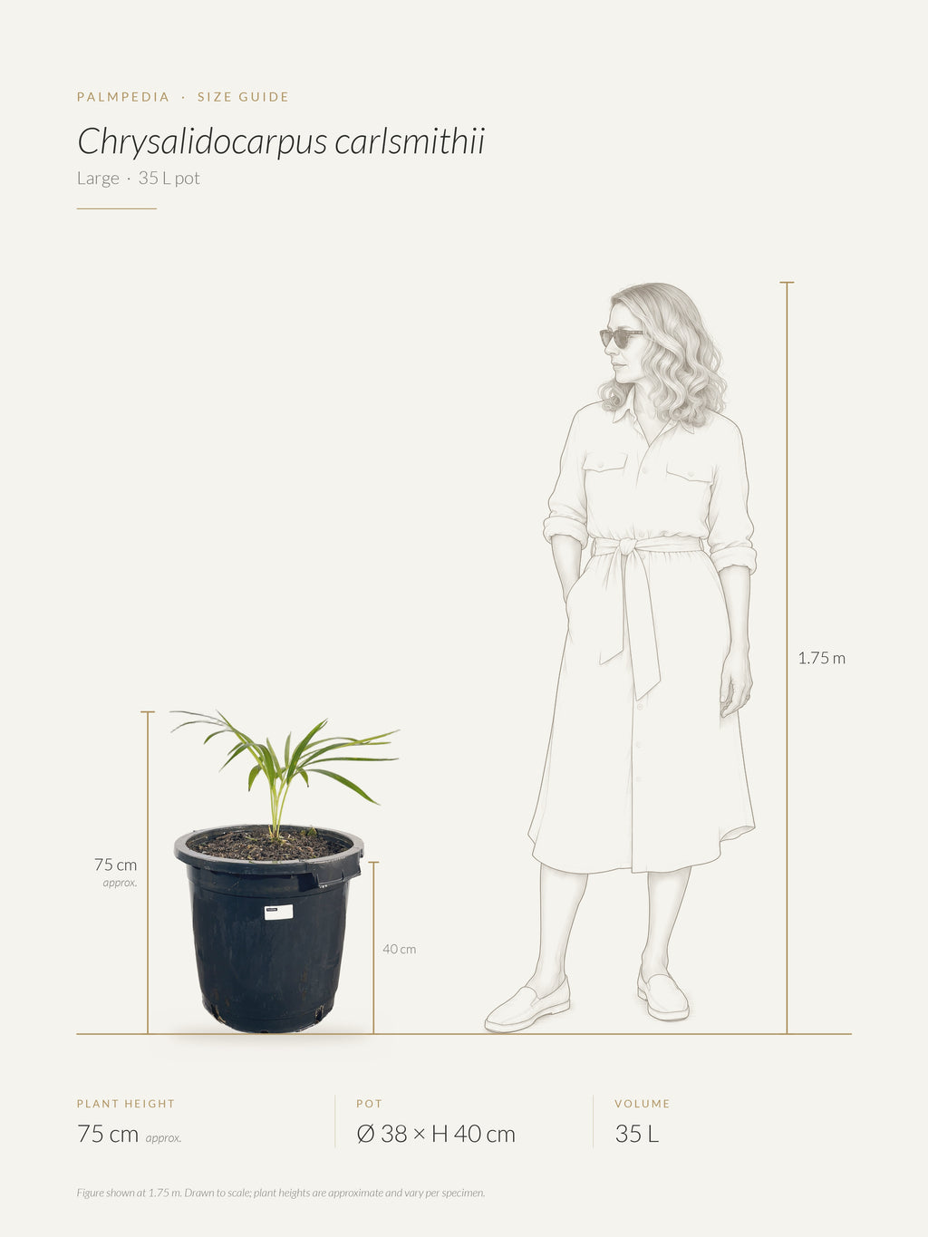 Chrysalidocarpus carlsmithii – size guide