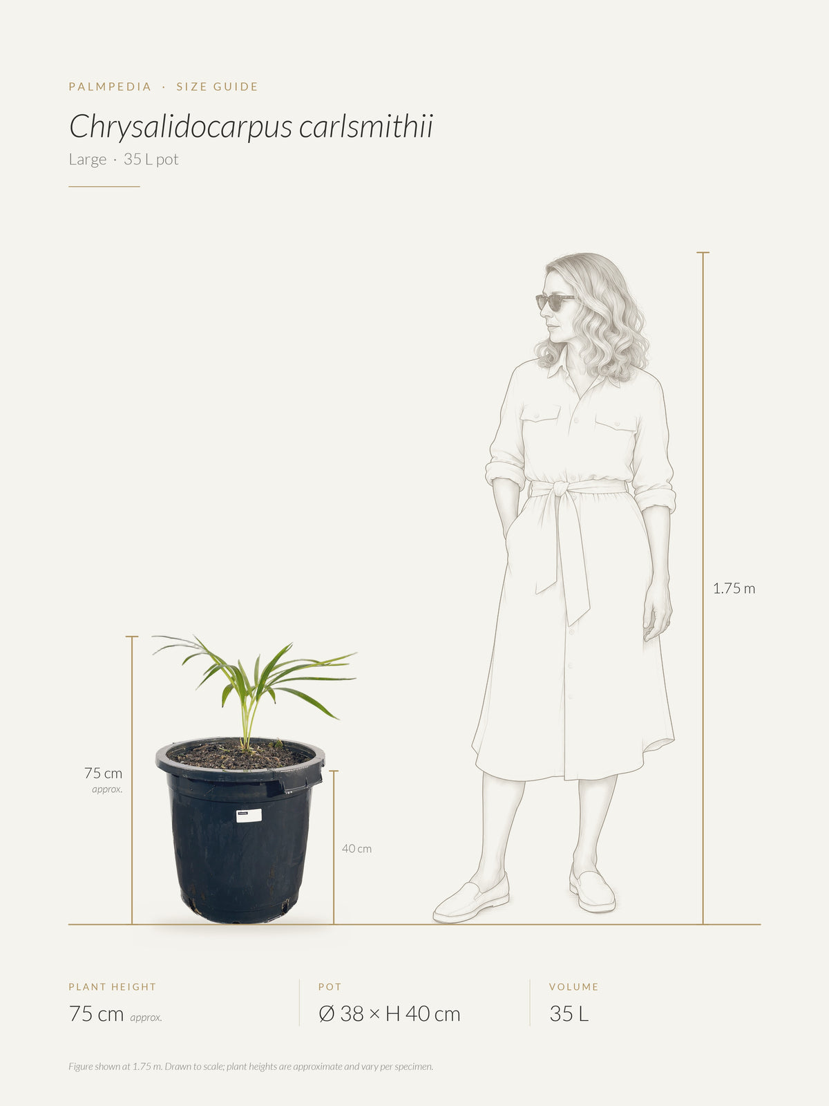 Chrysalidocarpus carlsmithii – size guide