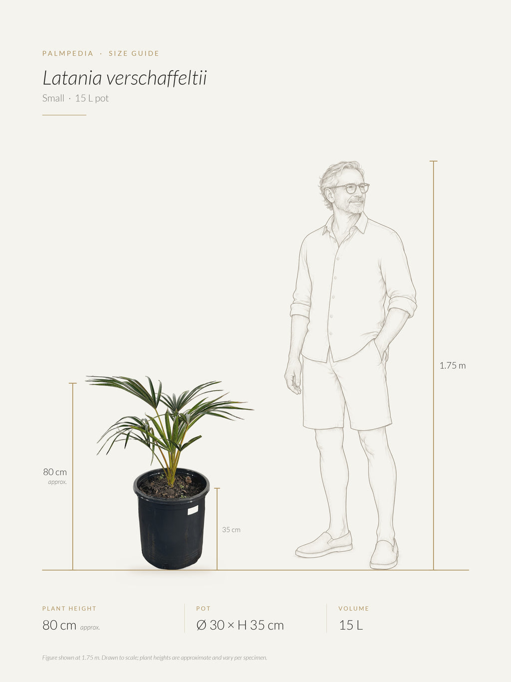 Latania verschaffeltii – size guide