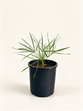 Trithrinax campestris