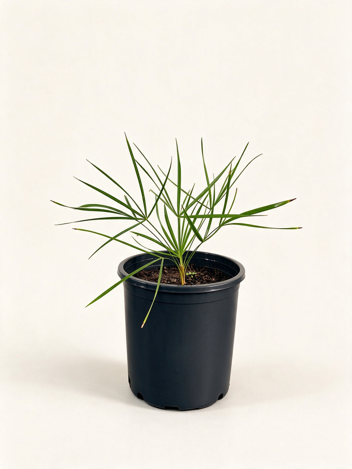Trithrinax campestris