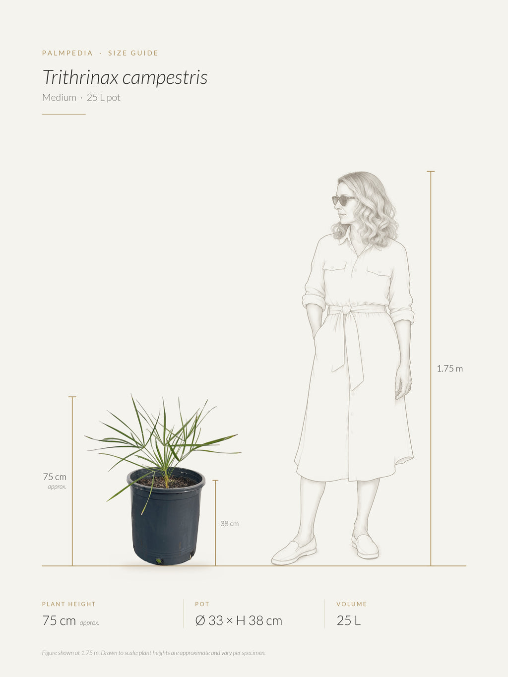 Trithrinax campestris – size guide