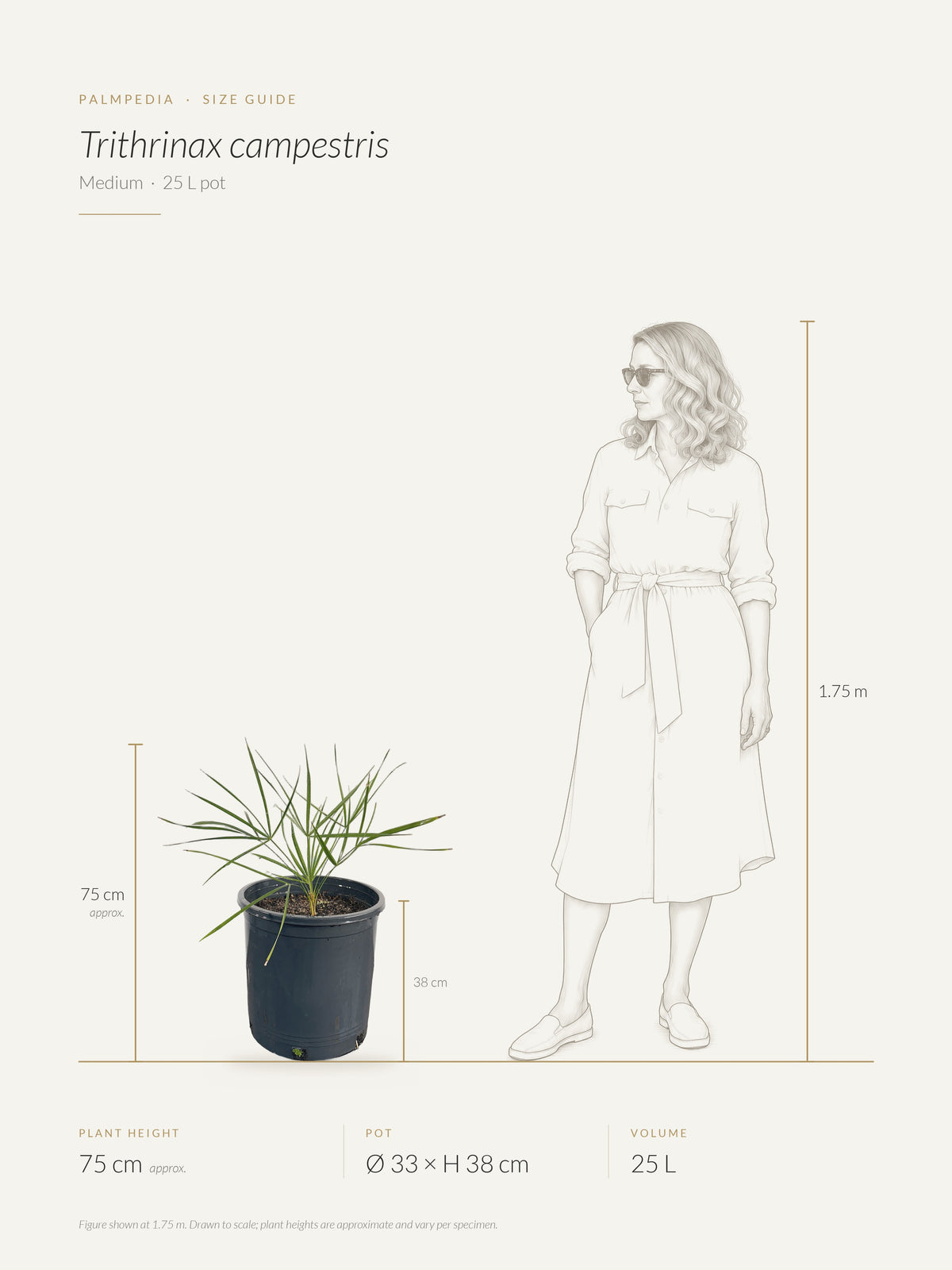 Trithrinax campestris – size guide