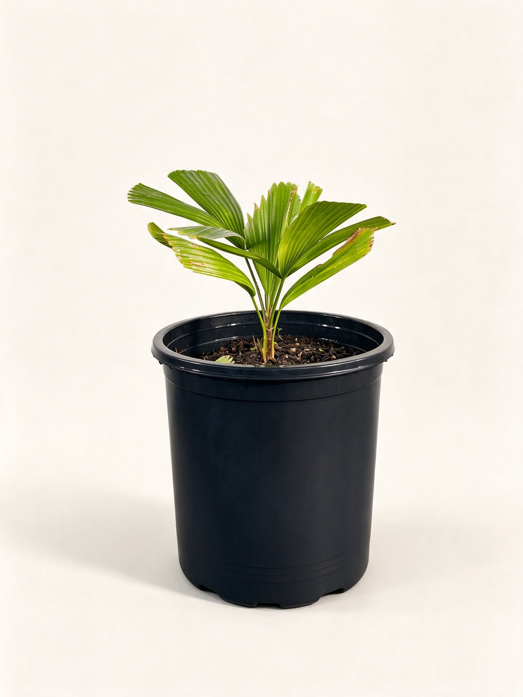 Copernicia baileyana