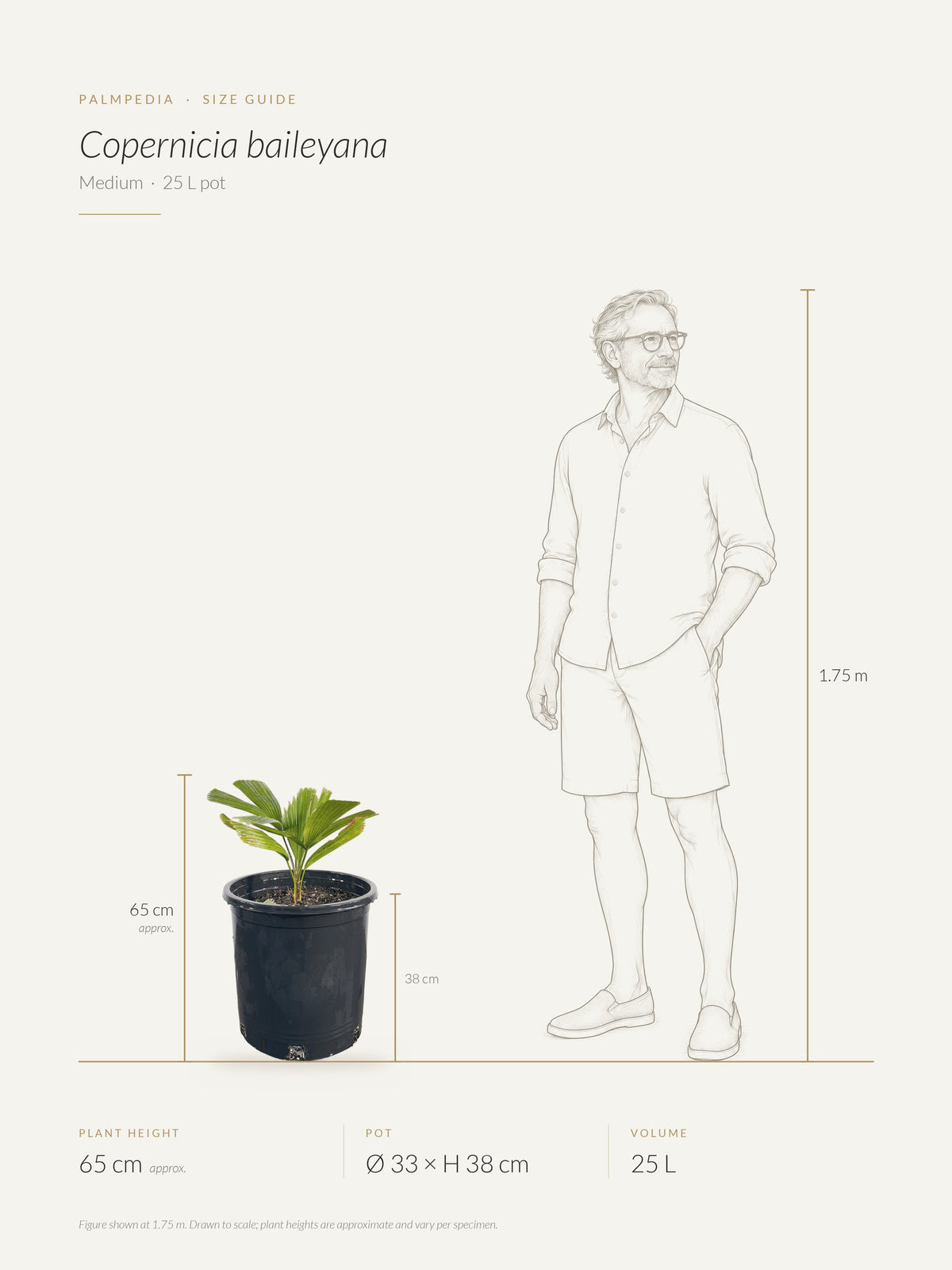 Copernicia baileyana – size guide