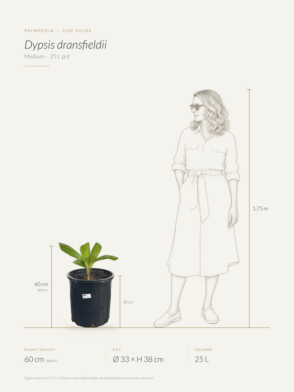 Vonitra dransfieldii – size guide
