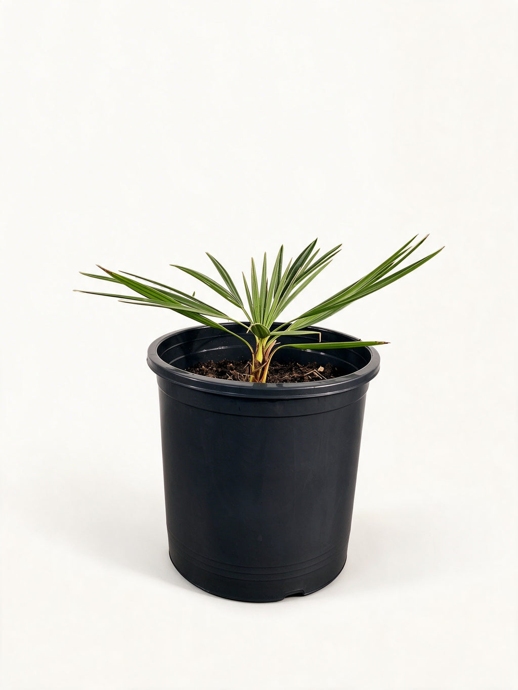 Coccothrinax hioramii