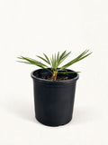 Coccothrinax hioramii