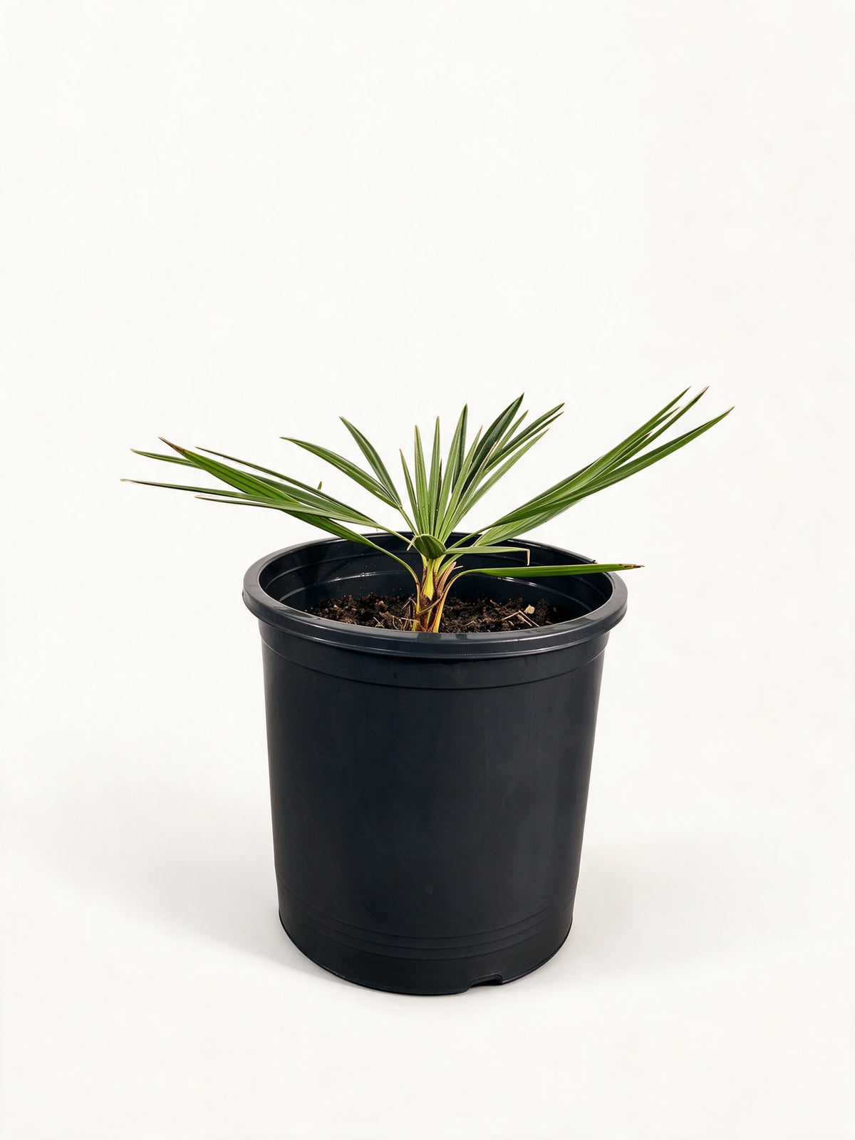 Coccothrinax hioramii