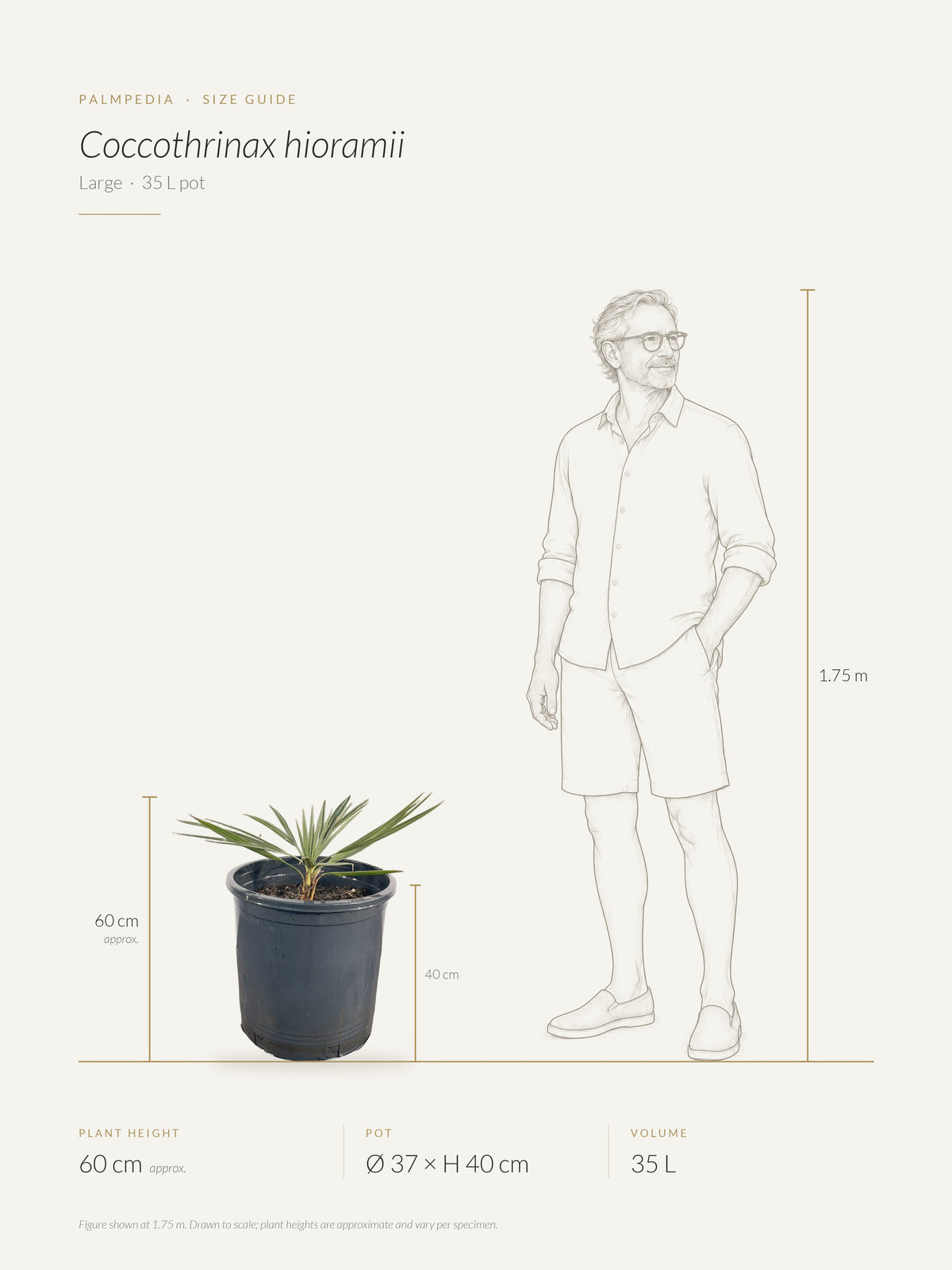 Coccothrinax hioramii – size guide