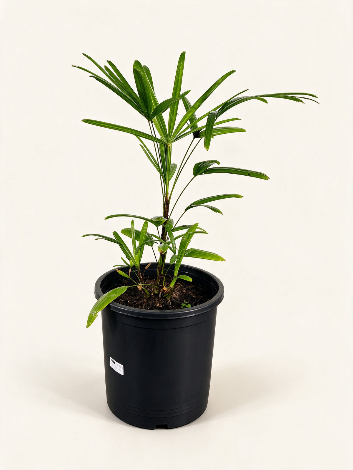 Rhapis excelsa 'Taiwan'