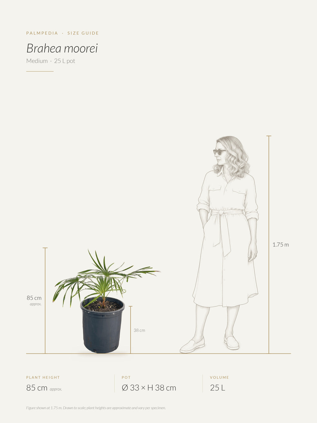 Brahea moorei – size guide