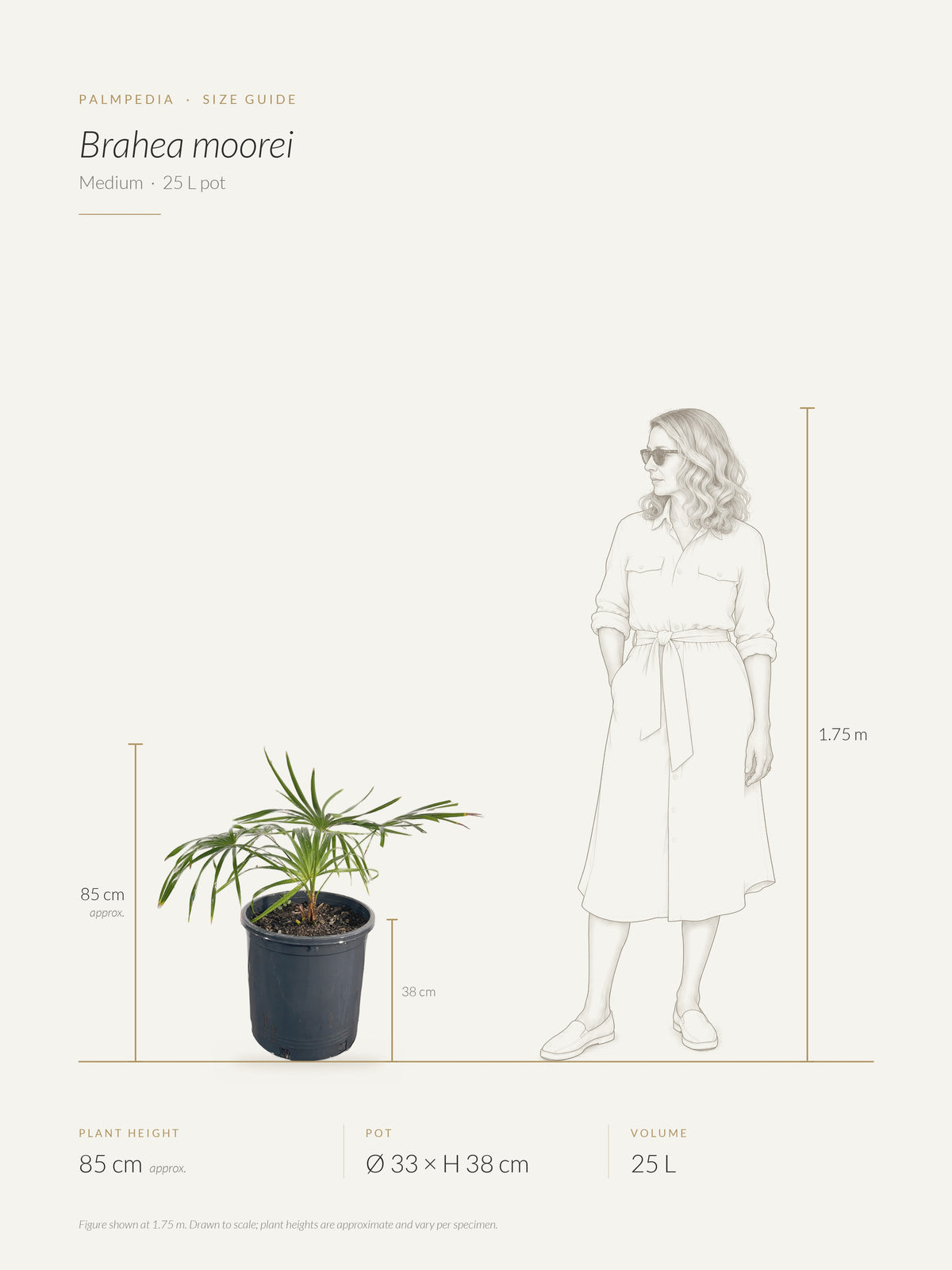 Brahea moorei – size guide