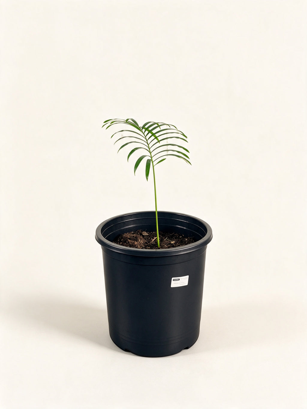 Cycas siamensis 'Dwarf Form'