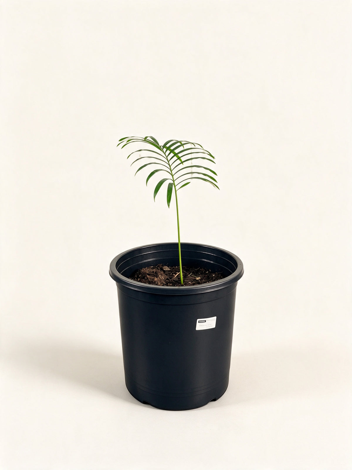 Cycas siamensis 'Dwarf Form'