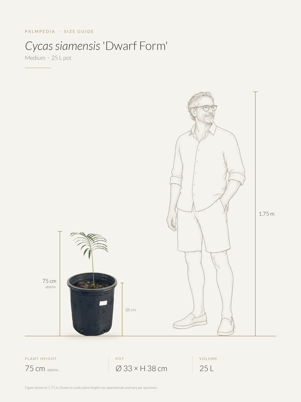 Cycas siamensis 'Dwarf Form' – size guide