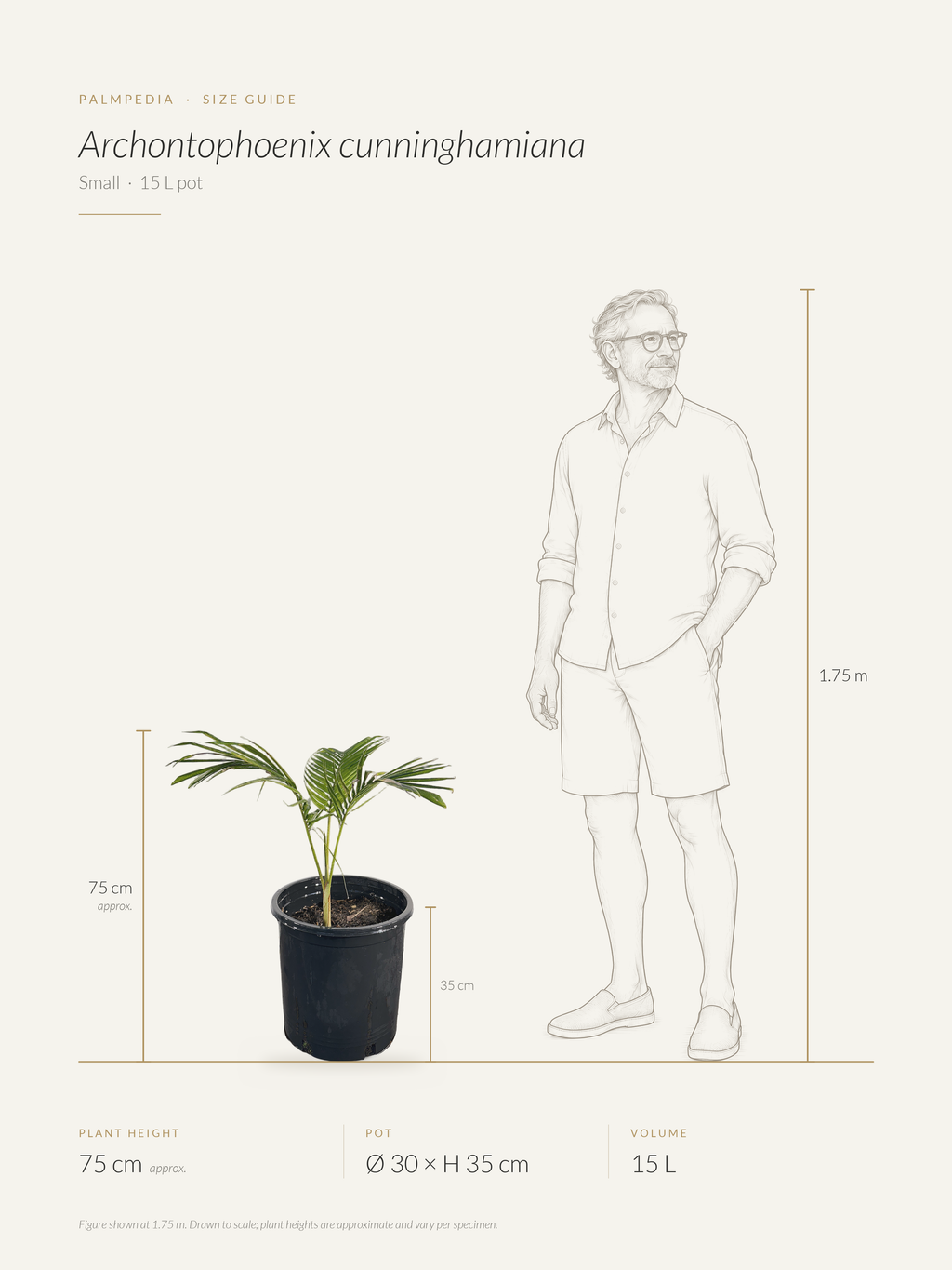 Archontophoenix cunninghamiana – size guide