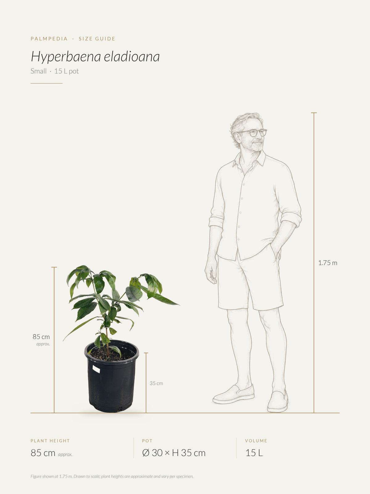 Hyperbaena eladioana – size guide