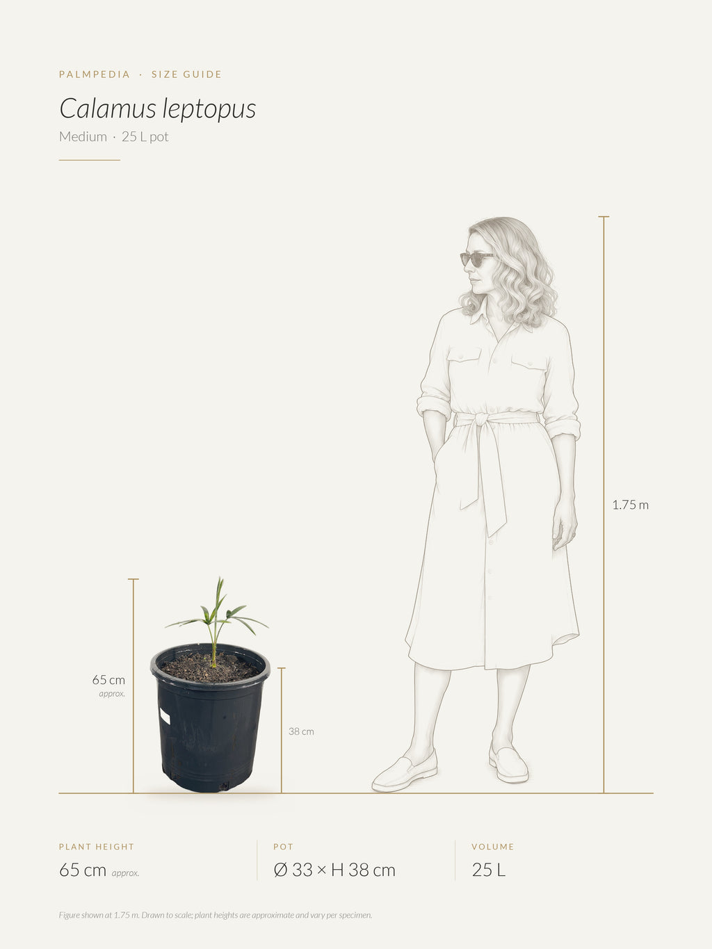 Calamus leptopus – size guide
