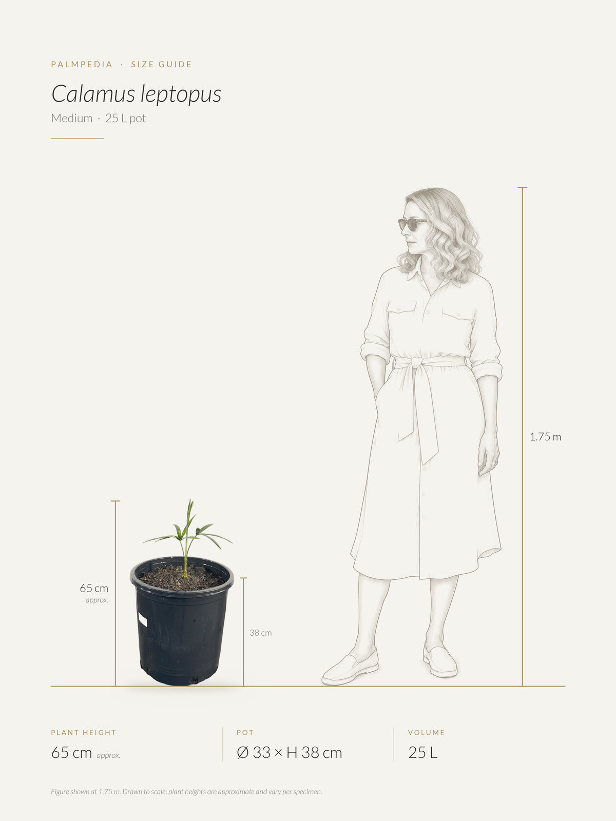 Calamus leptopus – size guide