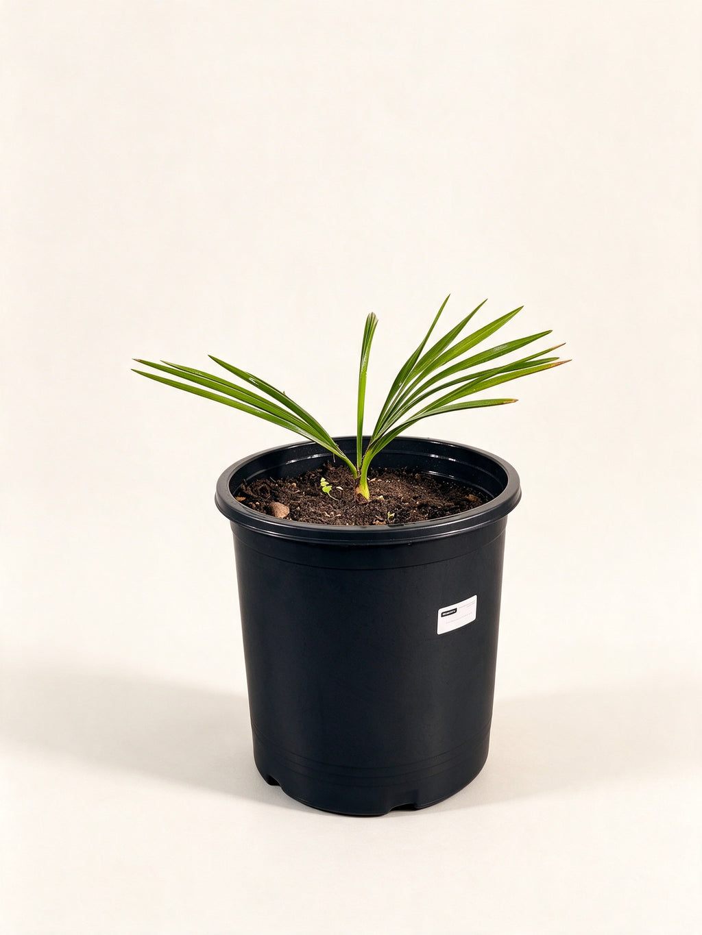Copernicia macroglossa
