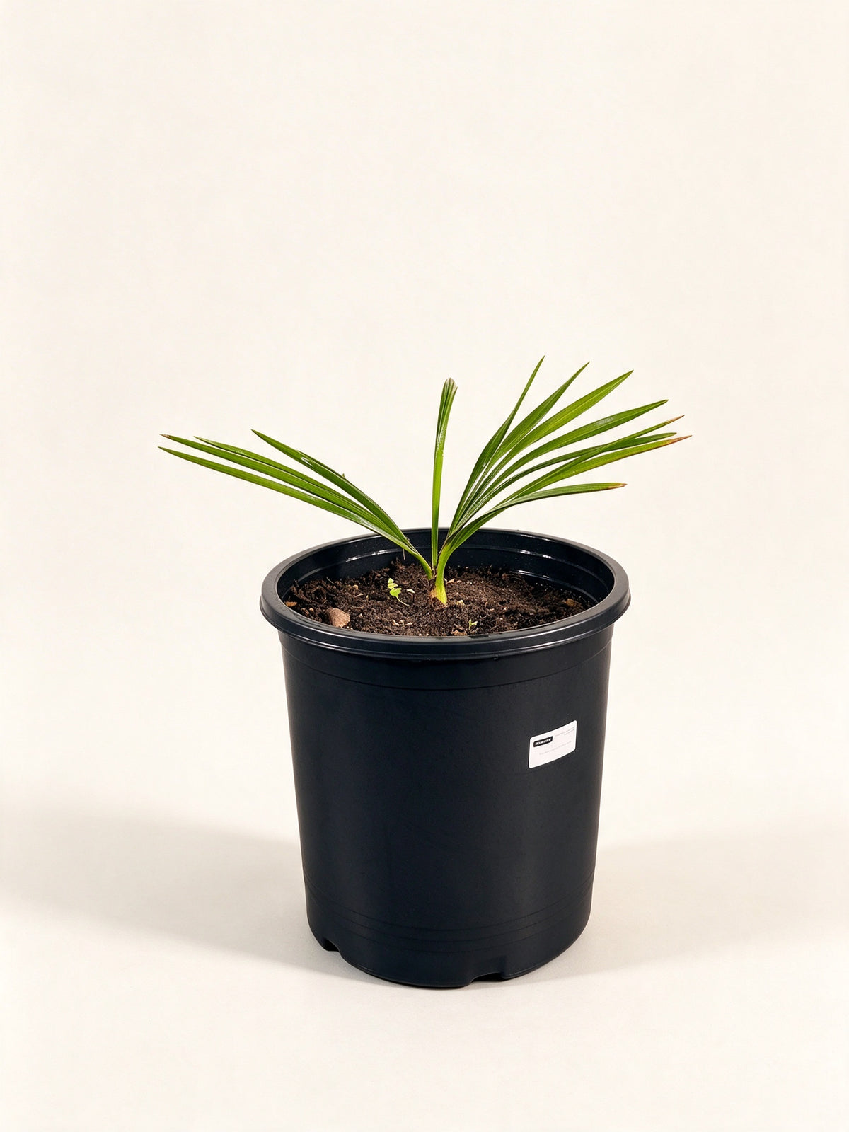 Copernicia macroglossa