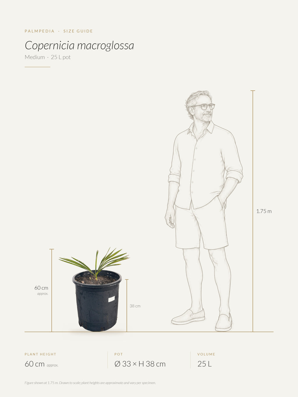 Copernicia macroglossa – size guide