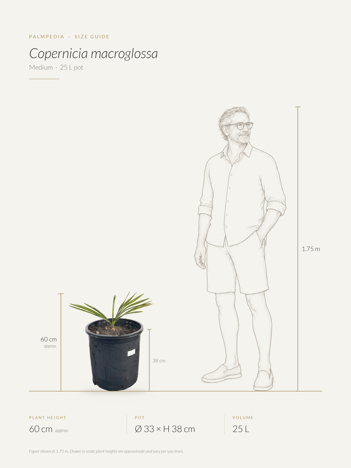 Copernicia macroglossa – size guide