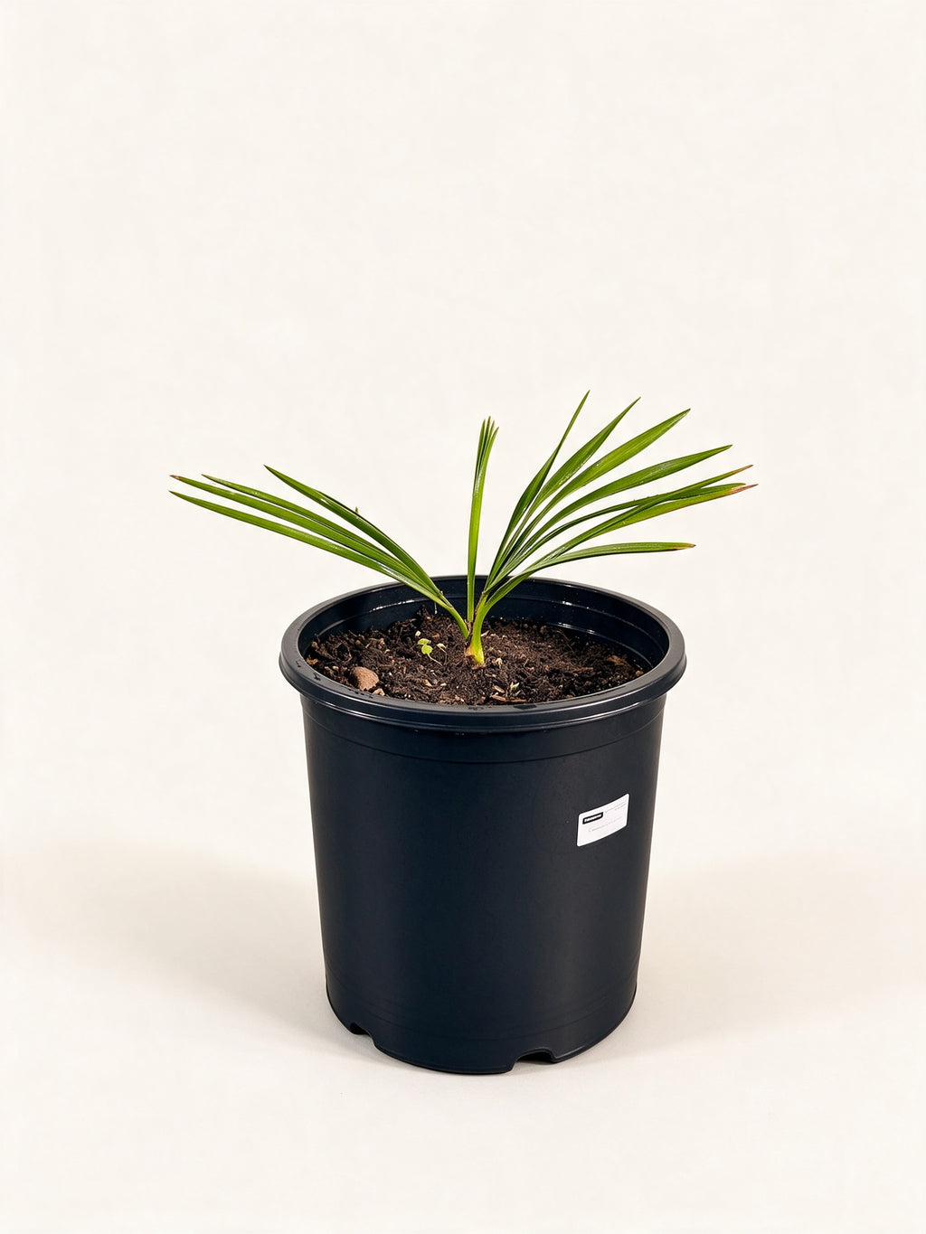 Copernicia macroglossa