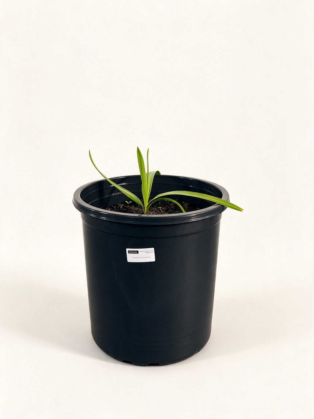 Copernicia macroglossa