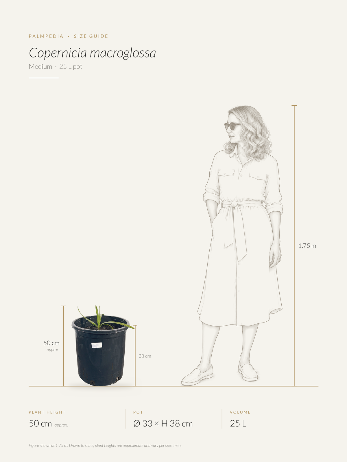 Copernicia macroglossa – size guide