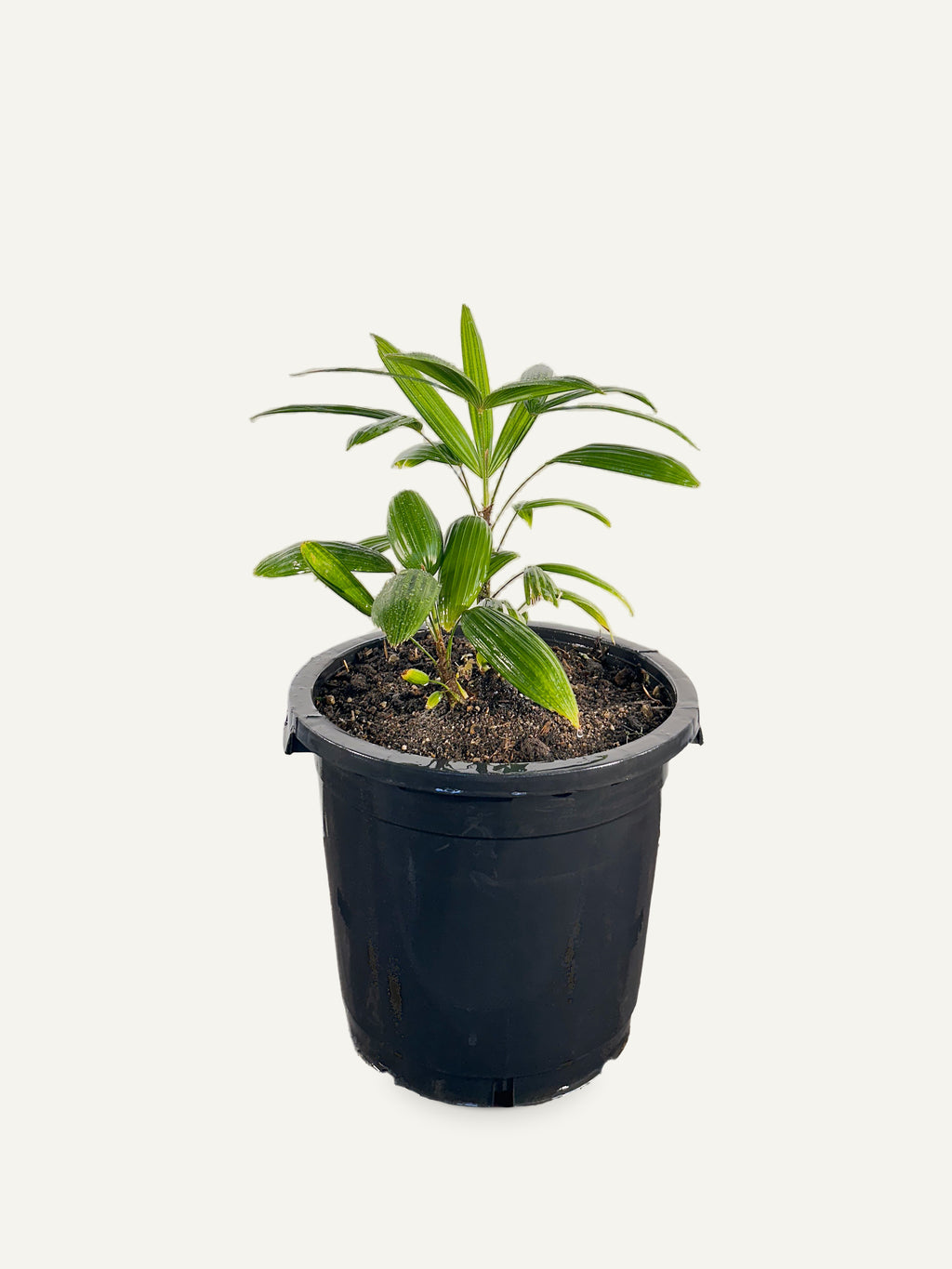 Rhapis excelsa 'Taiwan' – Palmpedia, view 2