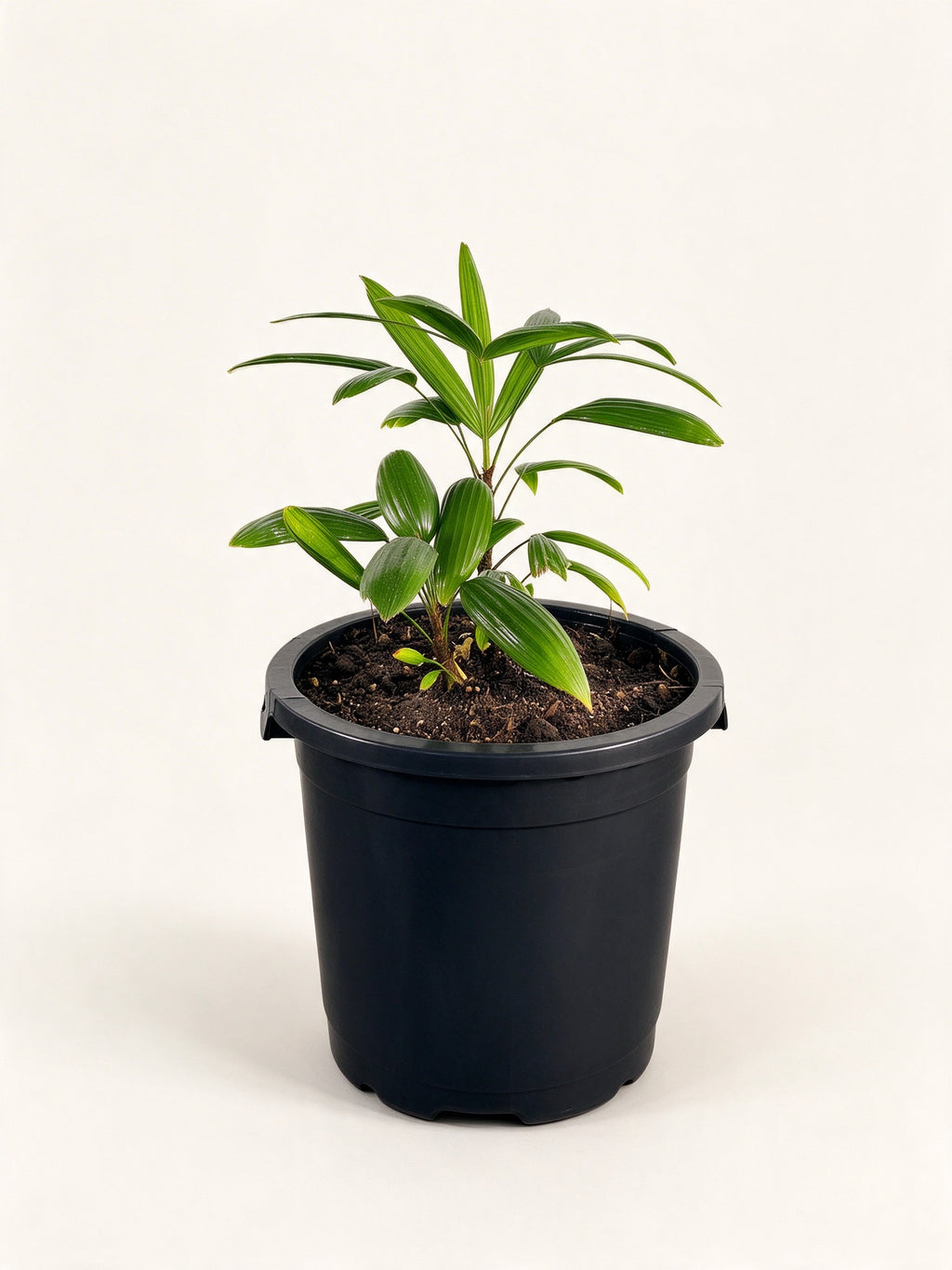 Rhapis excelsa 'Taiwan'