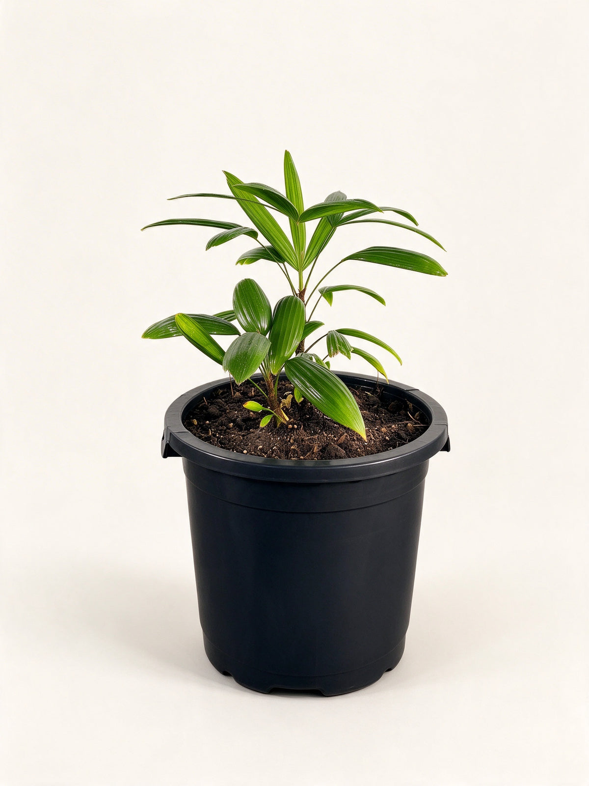 Rhapis excelsa 'Taiwan'