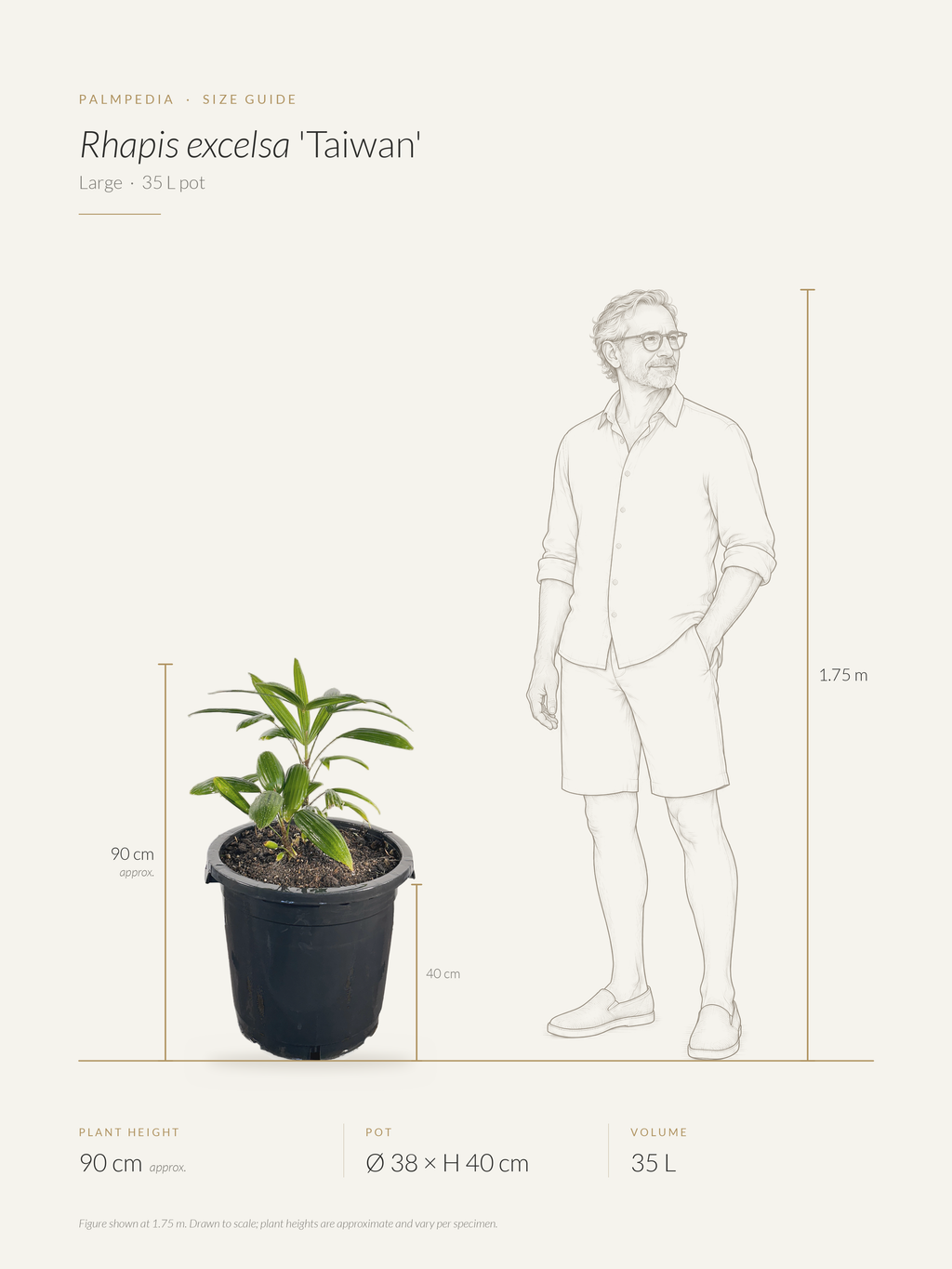 Rhapis excelsa 'Taiwan' – size guide