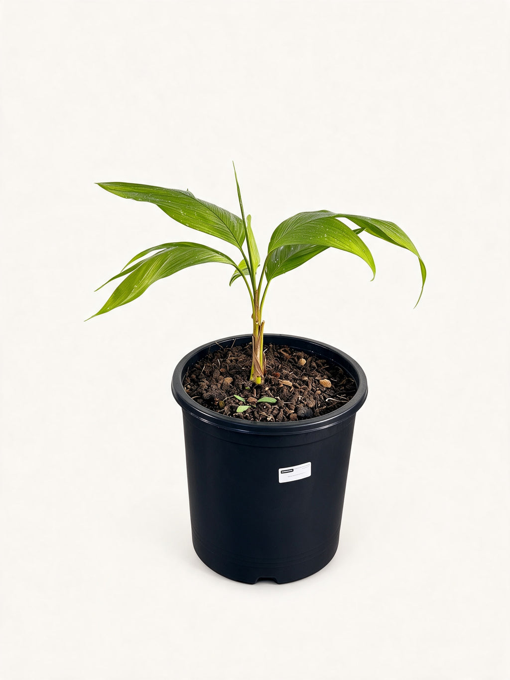 Chrysalidocarpus malcomberi